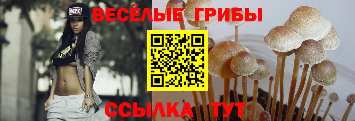 Псилоцибиновые грибы Psilocybine cubensis  Вход с VPN  Псилоцибиновые грибы MAGIC MUSHROOMS  Клинцы 
